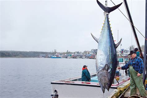 Bluefin Tuna - Best of Sea