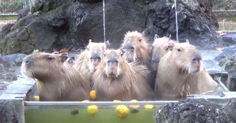 Seven Capybaras Calmly Relax Together In Their Special Hot Tub Capybara Japanese Hot Springs