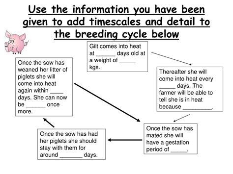 Ppt The Breeding Cycle Of Pigs Powerpoint Presentation Free Download