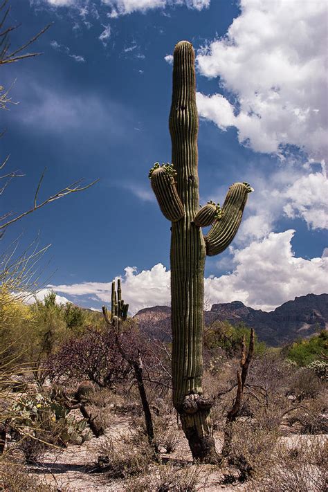 Arizona Cactus Photograph By David Palmer Fine Art America
