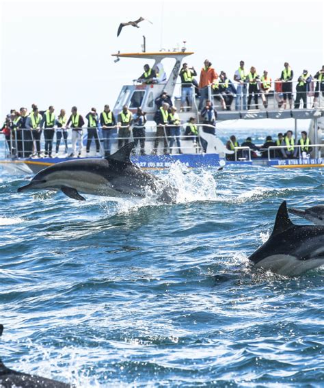 Dyer Island Cruises Offers Marine Big 5 Whale Watching Trips Hermanus