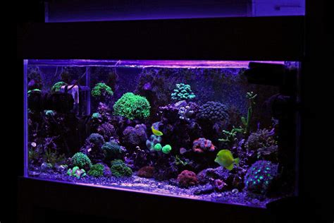 40 Gallon Breeder Tank Our Top Four Choices Aquariadise