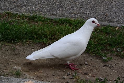 Pigeons Dove White · Free Photo On Pixabay