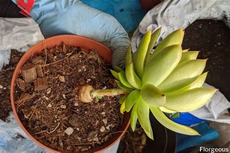 When And How To Repot And Replant Succulents A Complete Guide Florgeous