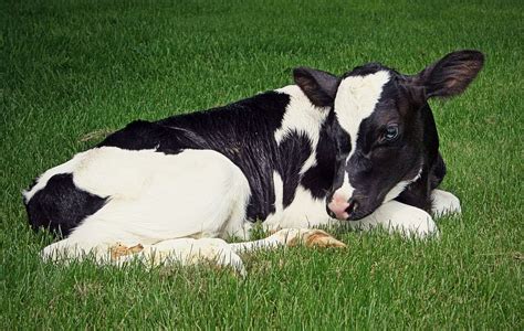 Hitam Putih Sapi Bohong Rumput Tanah Betis Holstein Piqsels