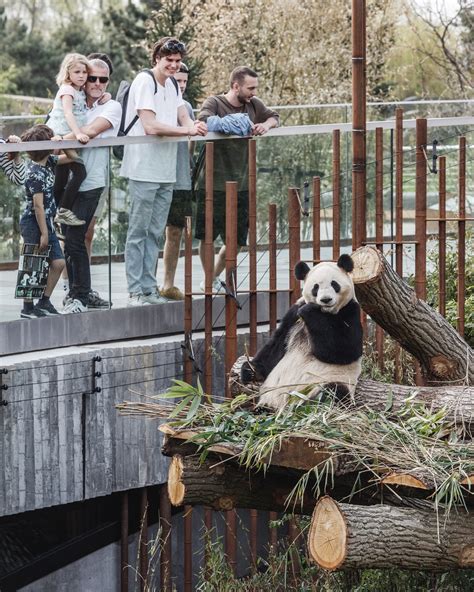 Giant Panda Zoo Habitat