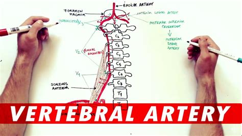 Anatomy Tutorial The Vertebral Artery Youtube