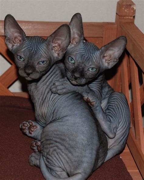 As 25 Melhores Ideias De Sphynx Kittens For Sale No Pinterest Sphynx