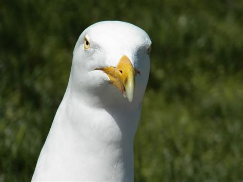 Seagull Close Up Free Stock Photo Public Domain Pictures