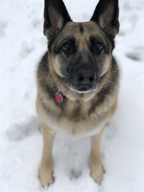 Snowy Day 🎄 ️ German Shepherd Dogs Snowy Day