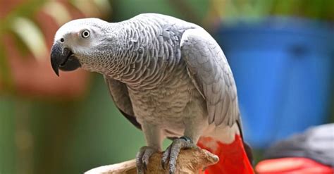 10 Incredible African Grey Parrot Facts Wiki Point