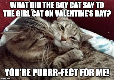 cat on valentine s day imgflip