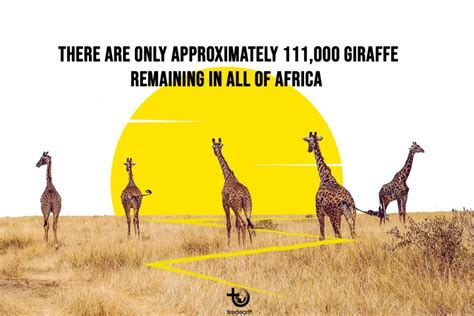 Tiredearth World Giraffe Day Everyone Needs To Stand Tall To Save