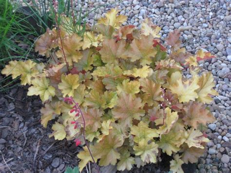This plant is no longer for sale directly from terra nova® every revolution starts with a single player, and 'amber waves' was the first, warm amber. Fifty shades of green: Heuchera 'Amber Waves'