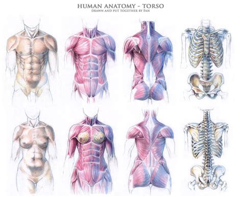 Human Torso Anatomy Drawing