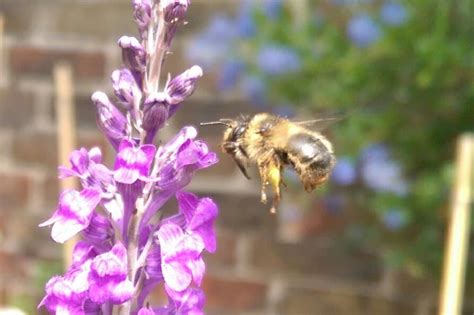 50 Sussex Bees And Allies🐝you Should Care About This Year · Bioblitzr