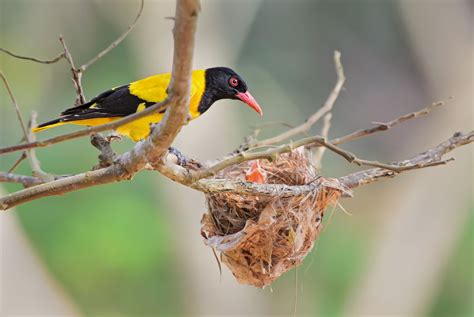 Beautiful Sri Lankan Bird Taking Care Of Its Nest Wildlife Tour