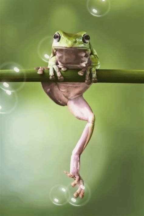Animals And Pets Baby Animals Funny Animals Funny Frogs Cute Frogs