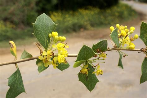 Berberis Asiatica Efloraofindia