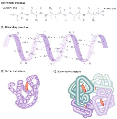 Protein structures refer to a condensation of amino acids which forms peptide bonds. 5: Different levels of protein structure. The amino acids ...