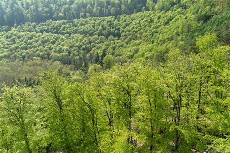 Forêt des Vosges du Nord Denis MERCK Photographe professionnel en