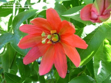 We did not find results for: PlantFiles Pictures: Passiflora, Pink Passion Flower ...