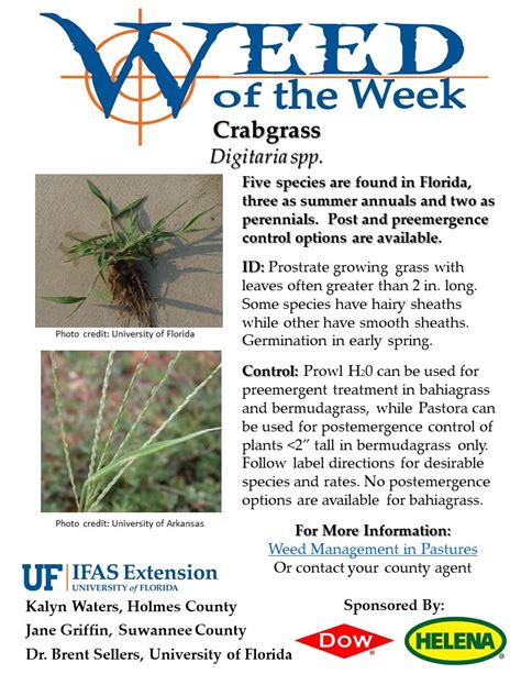 Weed Of The Week Crabgrass Panhandle Agriculture