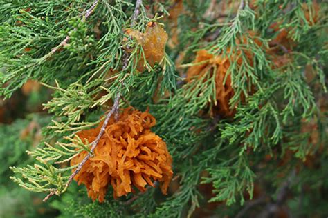 Fungus Takes Aim At Eastern Red Cedar Trees