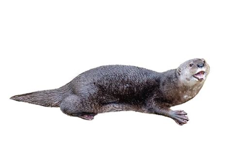 244 Otter Open Mouth Stock Photos Free And Royalty Free Stock Photos