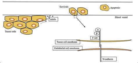 N Cadherin Promoted Tumor Hematogenous Metastasis Via Regulating