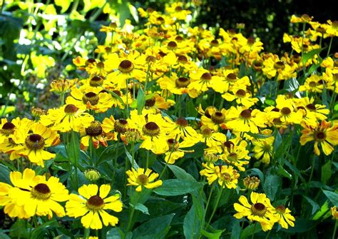 Während die beiden erstgenannten in der regel ausgesät werden, kann man letztere vorgezogen im topf kaufen und direkt in den garten pflanzen. Sonnenbraut, Helenium-Hybriden - beste Blütenstauden für ...