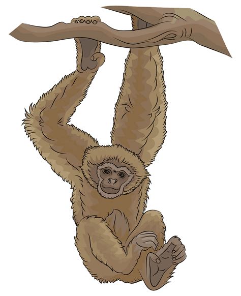 Free Gibbon Cliparts Download Free Gibbon Cliparts Png Images Free