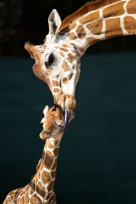 New Baby At Busch Gardens Tampa Cute Animal Pictures Giraffe Baby