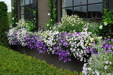 30 Best Flowers Plant For Window Boxes 2019 Window Box Flowers