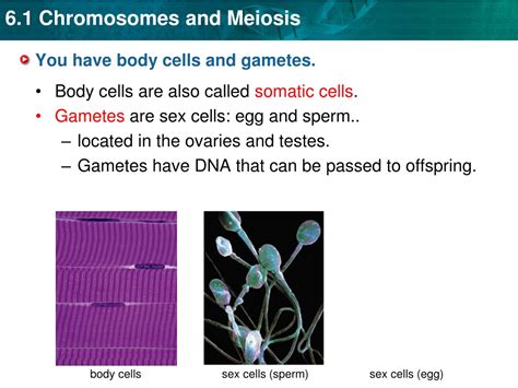 Ppt Key Concept Gametes Sex Cells Have Half The Number Of