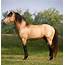 Buckskin Horse Color / Out Of The Dust By Carol Walker  Extra Large