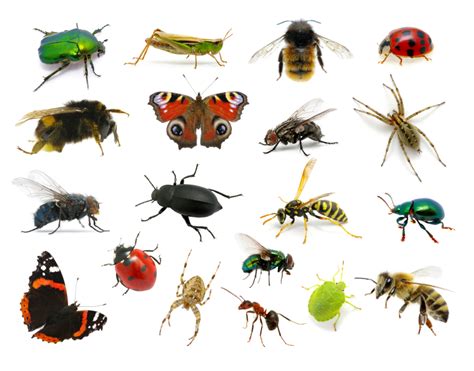 Un Toit Pour Les Insectes Blogue De Via Capitale