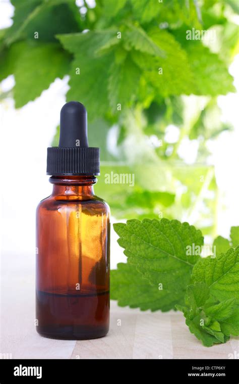 Herbal Medicine With Dropper Bottle And Mint Leaves Stock Photo Alamy