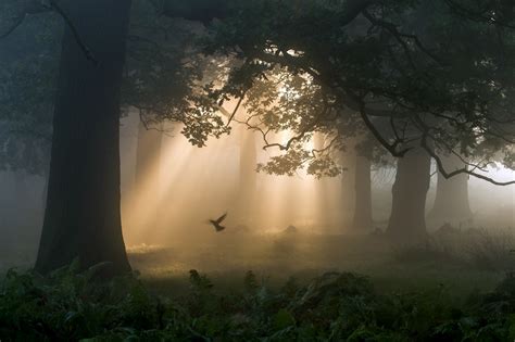Hintergrundbilder Sonnenlicht Bäume Wald Vögel Nacht Natur