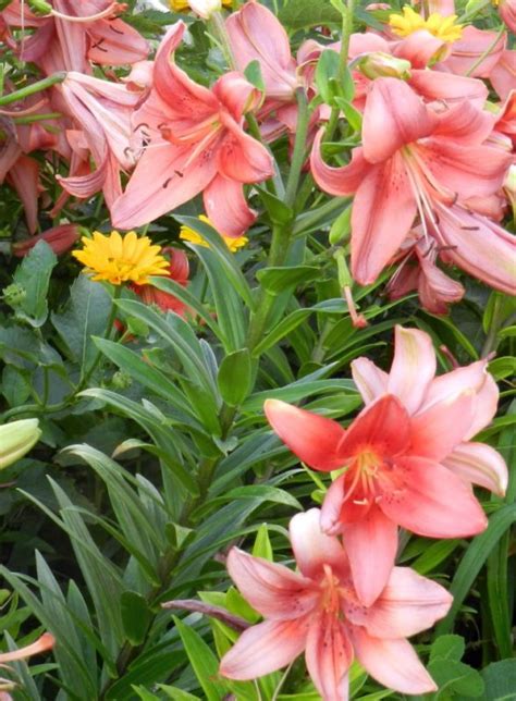 Maybe you would like to learn more about one of these? Partial Sun Perennials For High Mountain Valleys ...