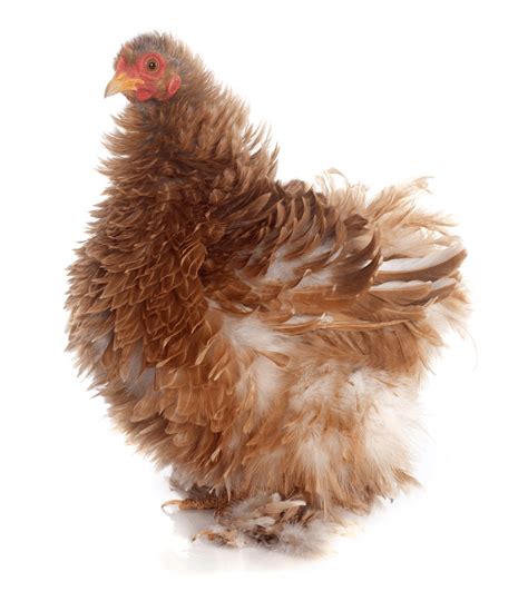 Frizzle Chicken Breed Profile Care Guide And More