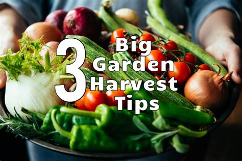 Harvesting Vegetables 3 Keys To Get Peak Production From Your Garden