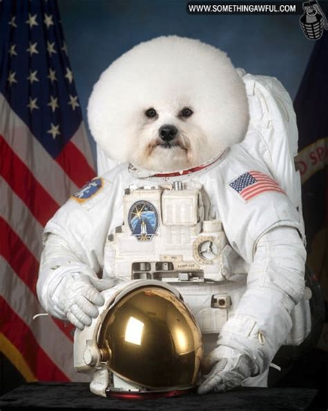 Astronaut Dog Funny Pictures Quotes Pics Photos Images Videos Of