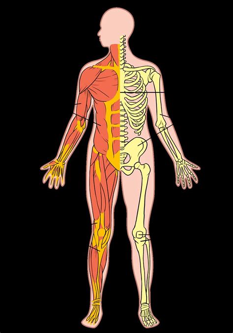 Musculoskeletal System Illustration Used In Gr 7 9 Natural Flickr