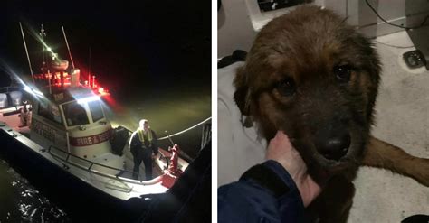 Doggone It Puppy Breaks Loose Swims Across The Hudson And Lives To