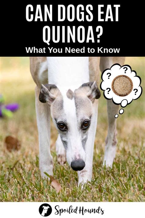 Basically it's an area canned food is more expensive. Can Dogs Eat Quinoa? What To Know About Dogs And Quinoa ...