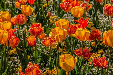 Tulips Spring Ornamental Plant Free Photo On Pixabay Pixabay