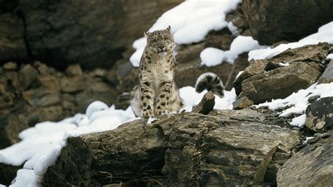 Peter Matthiessens The Snow Leopard In The Age Of Climate Change