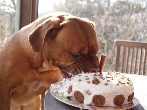 The 20 Best Ideas For Doggie Birthday Cake Home Inspiration And Diy