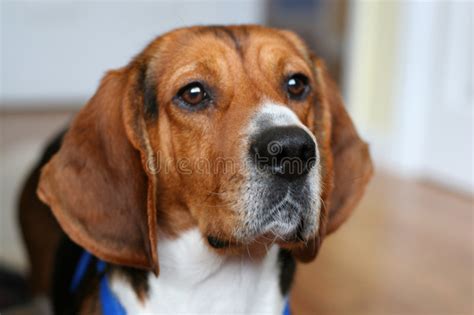 Beagle Dog Stock Image Image Of Cuddly Lovely Beagle 29500585